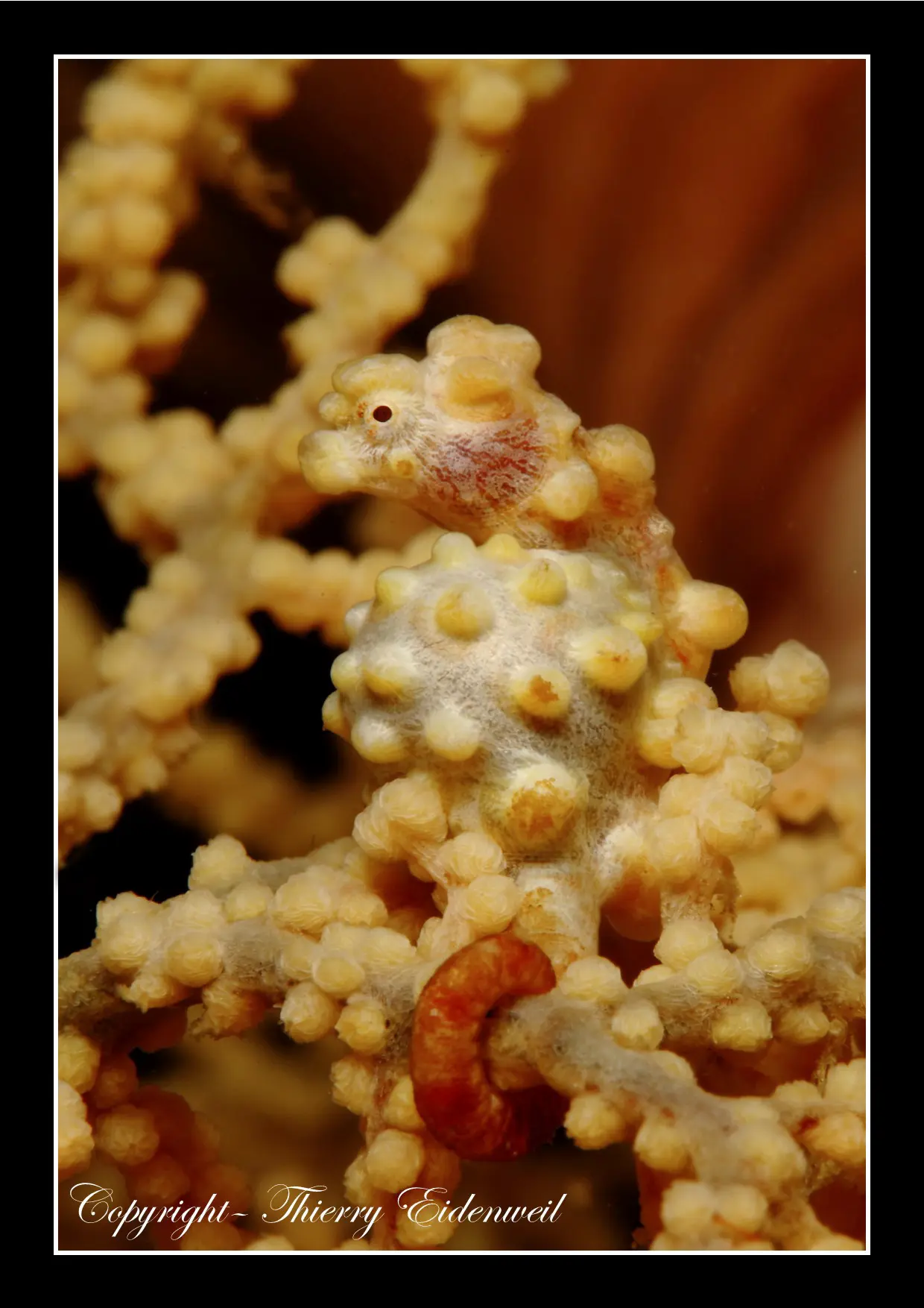 Anilao Macro Dive Media Highlight